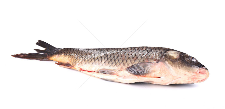 生鱼饮食钓鱼鲤鱼镜子皮肤标本手指渔业淡水食物图片
