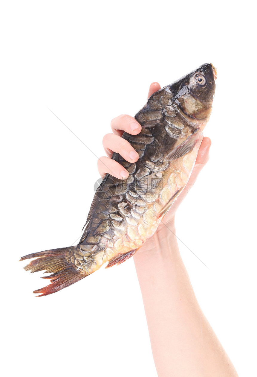 手握着新鲜的镜子雕刻皮肤淡水渔业鲤鱼钓鱼尾巴手指鲫鱼食物海洋图片