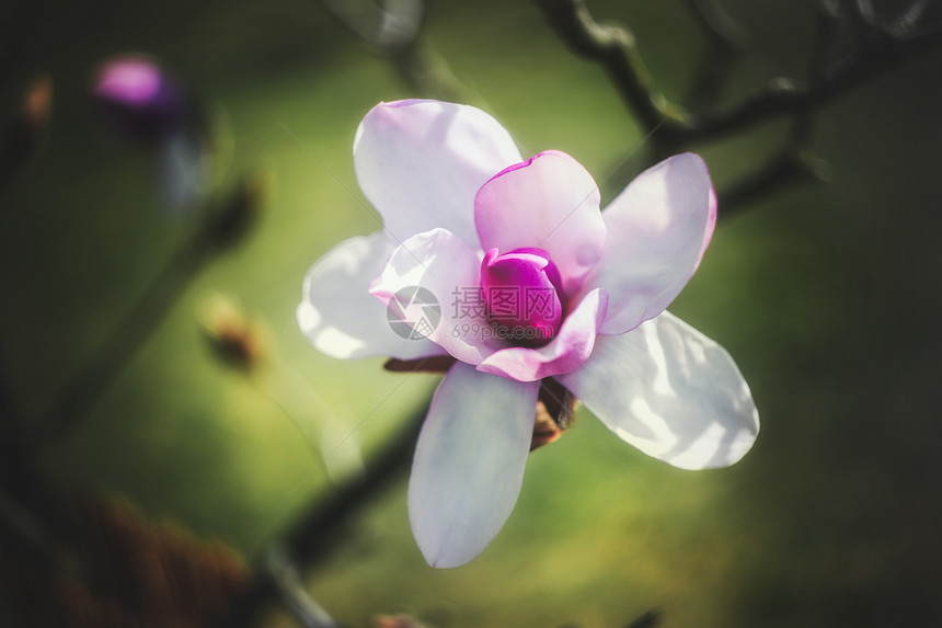 春春时公园里花朵紫色深色花园花束脆弱性植物学花瓣叶子宏观生长图片