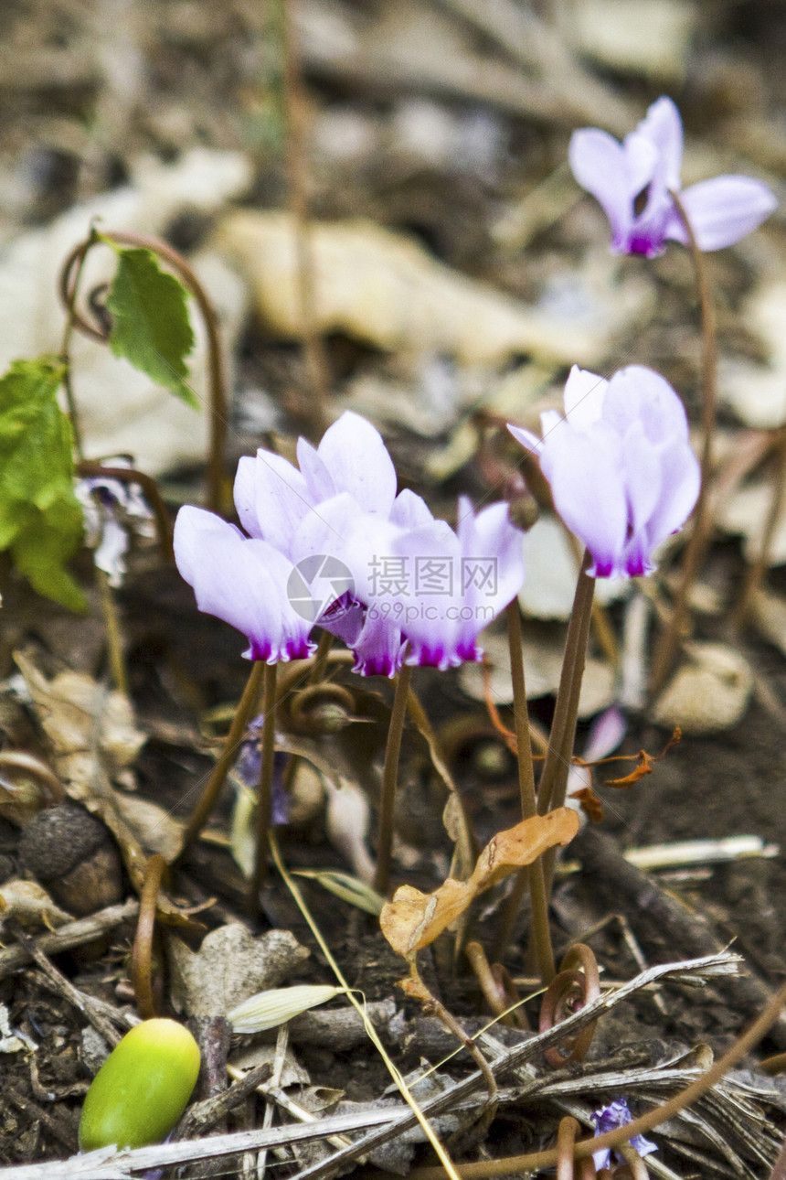 烟花植物植物群花朵红色季节绿色花瓣白色花园园艺图片