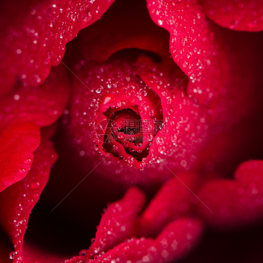 红玫瑰花朵礼物季节脆弱性红色花瓣热情绿色叶子生日玫瑰图片