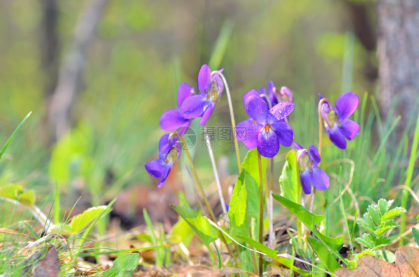 紫罗花盛开花园草地季节紫色宏观荒野英语植物学花瓣中提琴图片