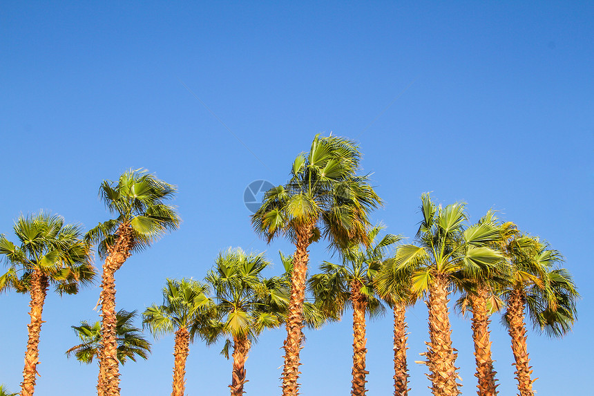 棕榈树天空绿色游客植物热带树干棕榈旅行旅游蓝色图片