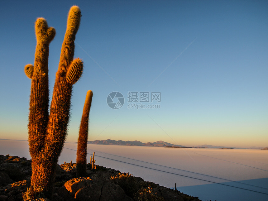 乌尤尼萨拉荒野爬坡蓝色地标旅行沙漠植物植被土地地形图片