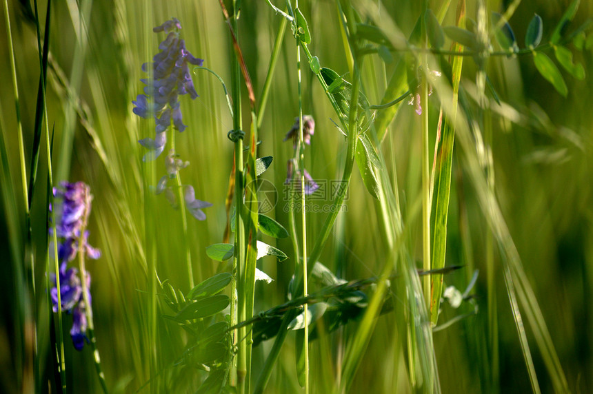 草地上的蓝花蓝色花朵绿色摄影图片