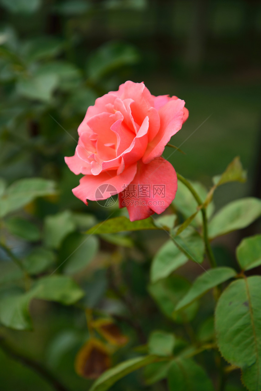 花园灌木丛上的玫瑰花院子植物群衬套植物学环境生长玫瑰园艺花粉植物图片