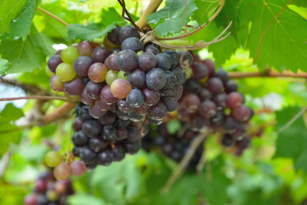 葡萄树上的葡萄农场水果拉子摄影植物眼角地面圆形阳光葡萄叶背景图片