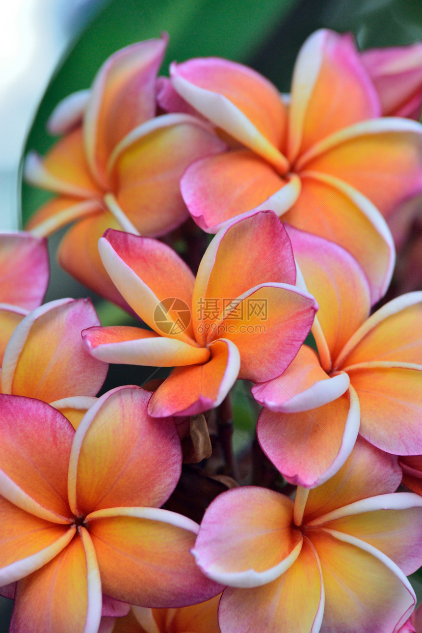 热带花朵的支部管道情调香味植物花瓣屏幕异国鸡蛋花保健岛屿治疗图片