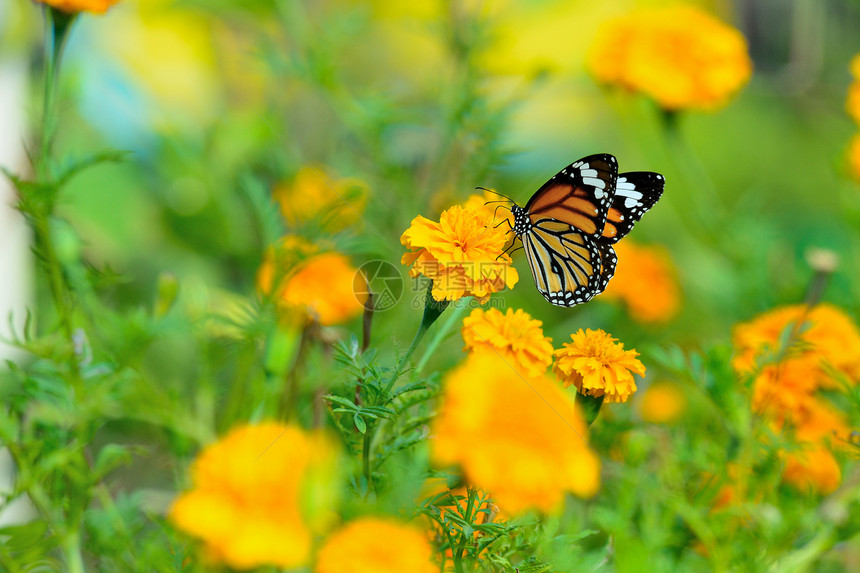 美丽的蝴蝶坐在花朵中底面黄色女王君主向日葵黑色花瓣橙子翅膀昆虫图片