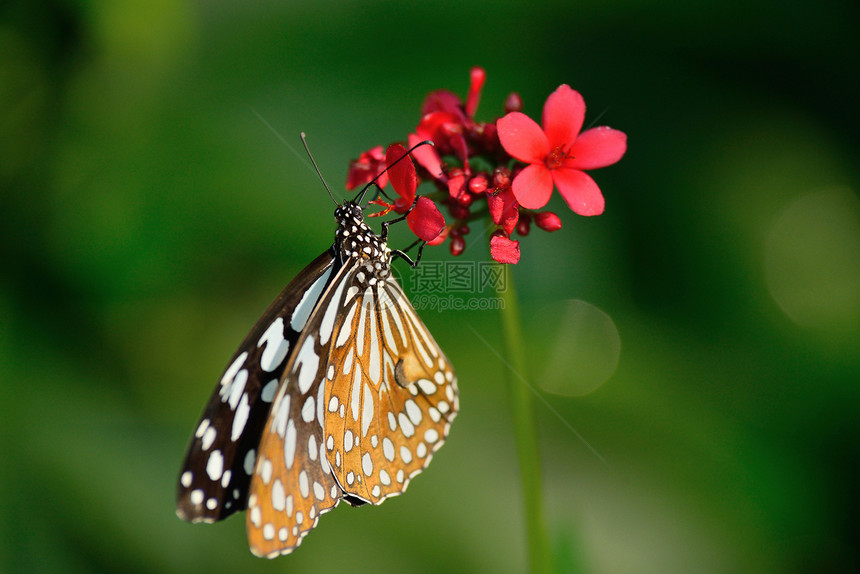 美丽的蝴蝶坐在花朵中黑色底面花瓣女王黄色橙子昆虫向日葵君主花园图片