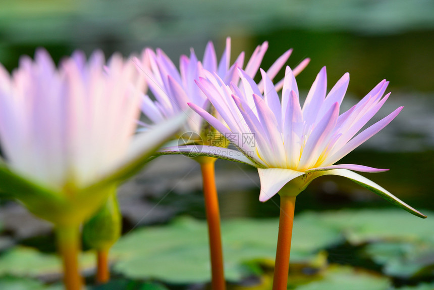 彩色粉红水百合树叶环境蓝色植物蜜蜂荒野花瓣季节花园植物学图片
