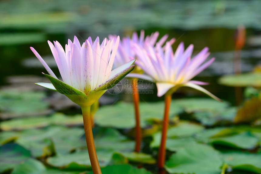 彩色粉红水百合荷花植物学花园荒野蜜蜂季节池塘明信片卡片植物图片