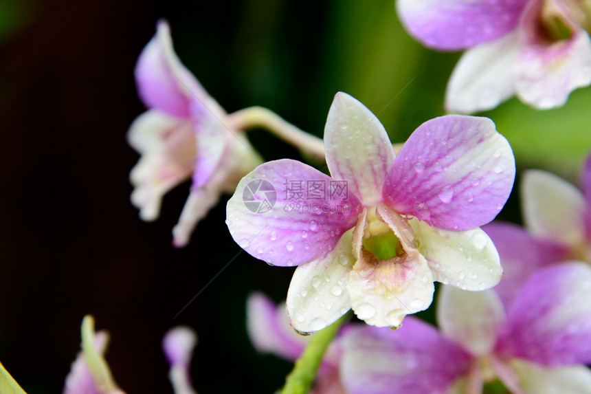 绿叶背景的花花兰粉红色宏观花园紫色石斛叶子植物学热带花瓣脆弱性植物图片