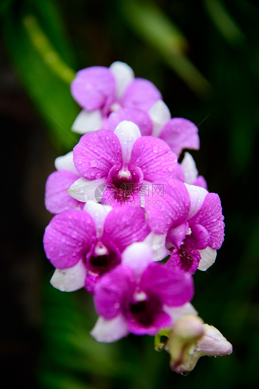 绿叶背景的花花兰粉红色热带宏观花园植物群花瓣紫色石斛植物植物学脆弱性图片