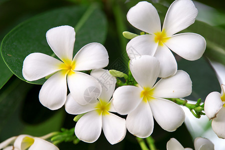 热带花朵的支部管道花园园艺橙子情调治疗植物公园植物学香气温泉背景图片