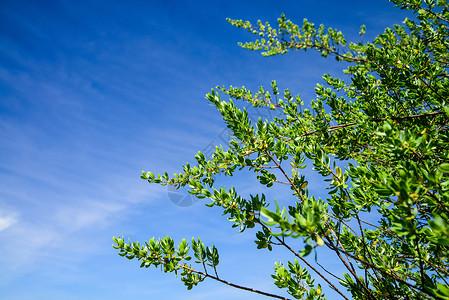 红树林树 白叶对蓝天背景图片