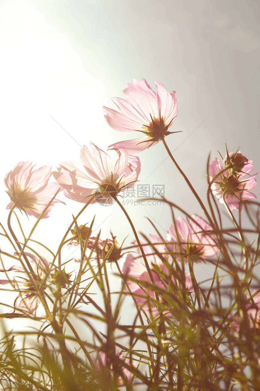 古代宇宙在日落时花朵雏菊团体植物学环境粉色植物群艺术天空草地植物图片