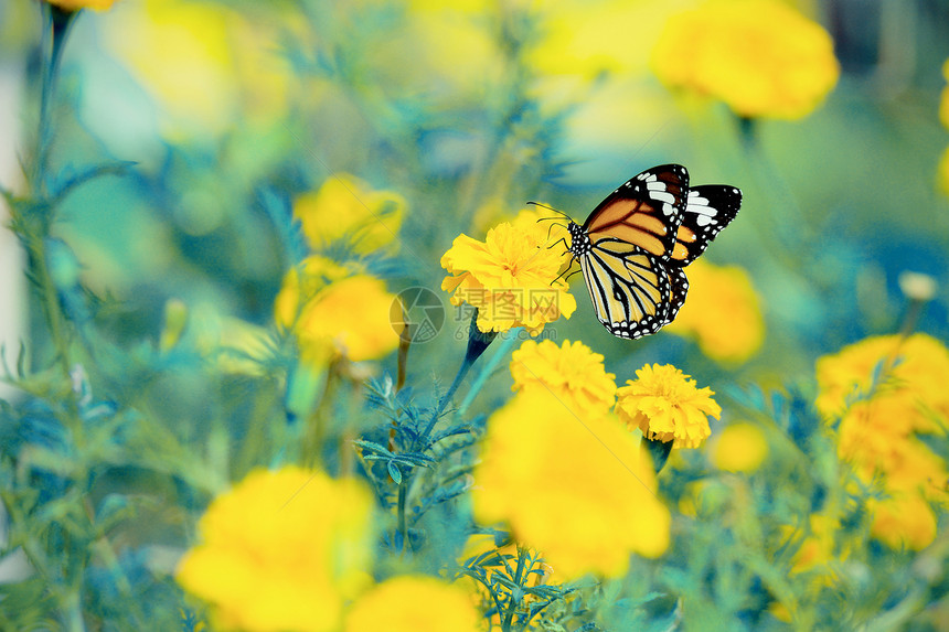 坐在花朵中的美丽的蝴蝶信使语调风格女王花园向日葵翅膀黑色昆虫橙子黄色花瓣底面图片