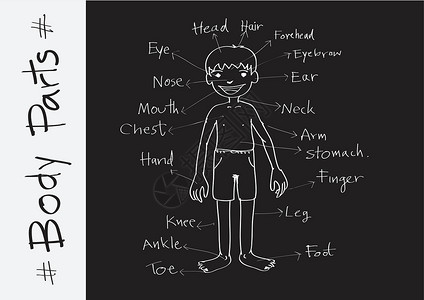 中正纪念堂插图中正文词汇表的一部分卡通片胸部脚趾膝盖拼写男生教育语言英语阅读设计图片