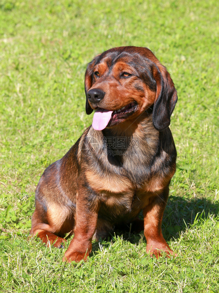 一只年轻的阿尔卑斯山狗Dachsbracke的肖像图片