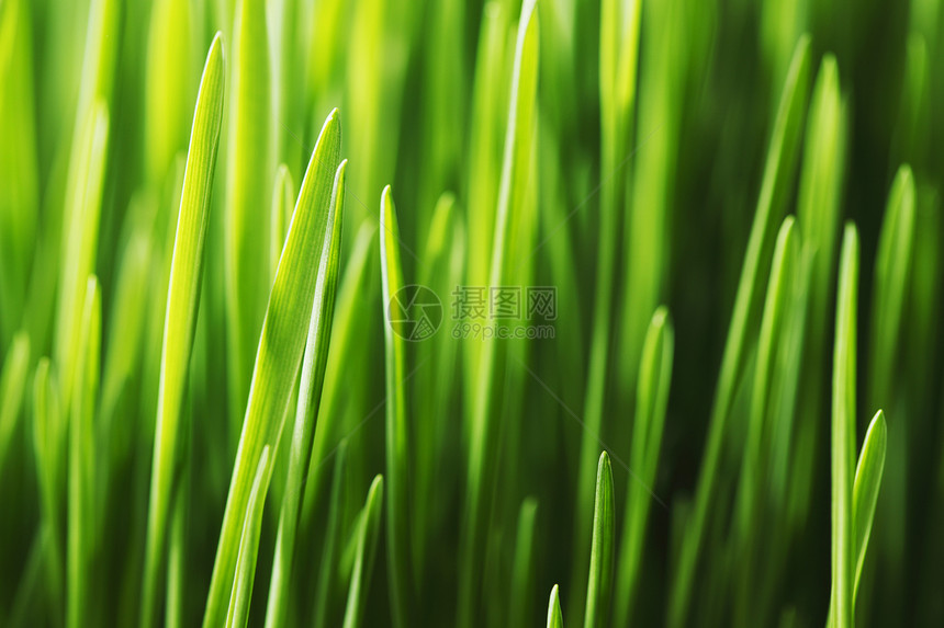 春草植物生长环境场地生态草地宏观图片