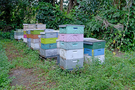 蜜蜂蜂窝树木热带昆虫蜂巢蜂房养蜂业麻疹农业养蜂背景图片