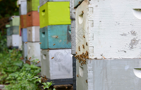 彩色蜂窝农业商业麻疹企业树木树林蜂巢农场蜂蜜养蜂背景图片