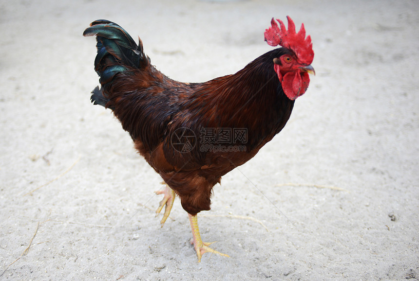 美丽的公鸡国家男性母鸡漫游范围羽毛免费谷仓动物农场图片