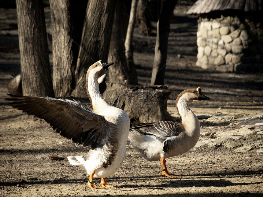两个鸭子野生动物公园荒野自然太阳图片