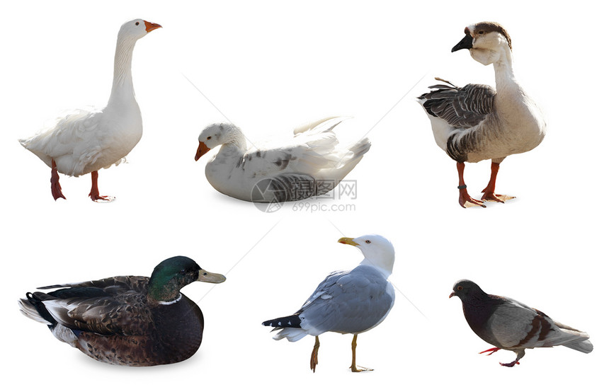鸟鸟群野生动物鸭子海鸥图片