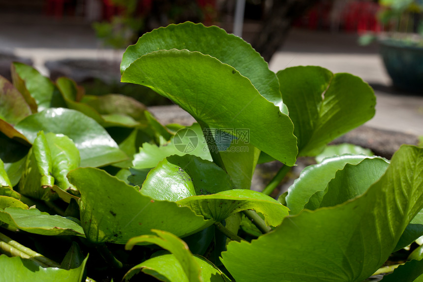 莲叶叶热带植物学树叶公园异国百合植物花朵反射情调图片