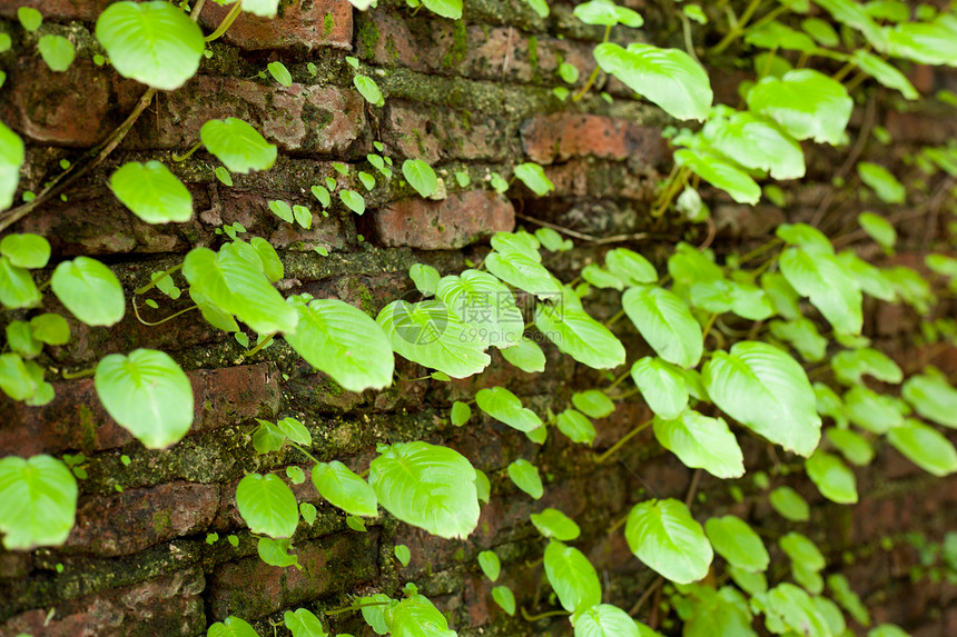 叶子和旧墙壁植物登山者生长植物学石头植物群古董墙纸建筑学力量图片