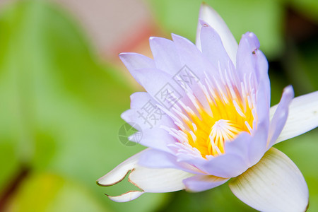 莲花软垫美丽花园花瓣荷花食物植物群植物百合叶子背景图片