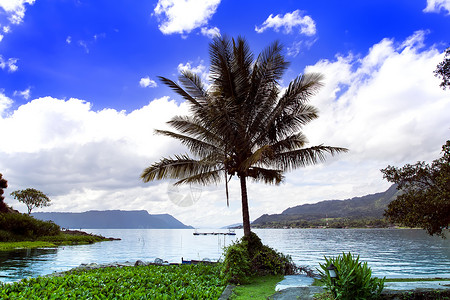 棕榈树和湖苏门答腊多巴湖高清图片