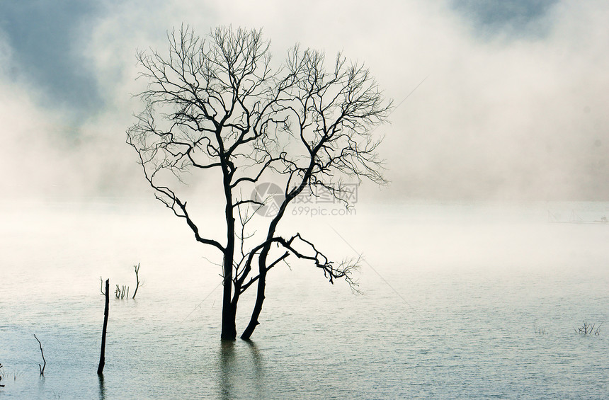 令人惊叹的景象 大自然与干枯树 湖泊 雾图片