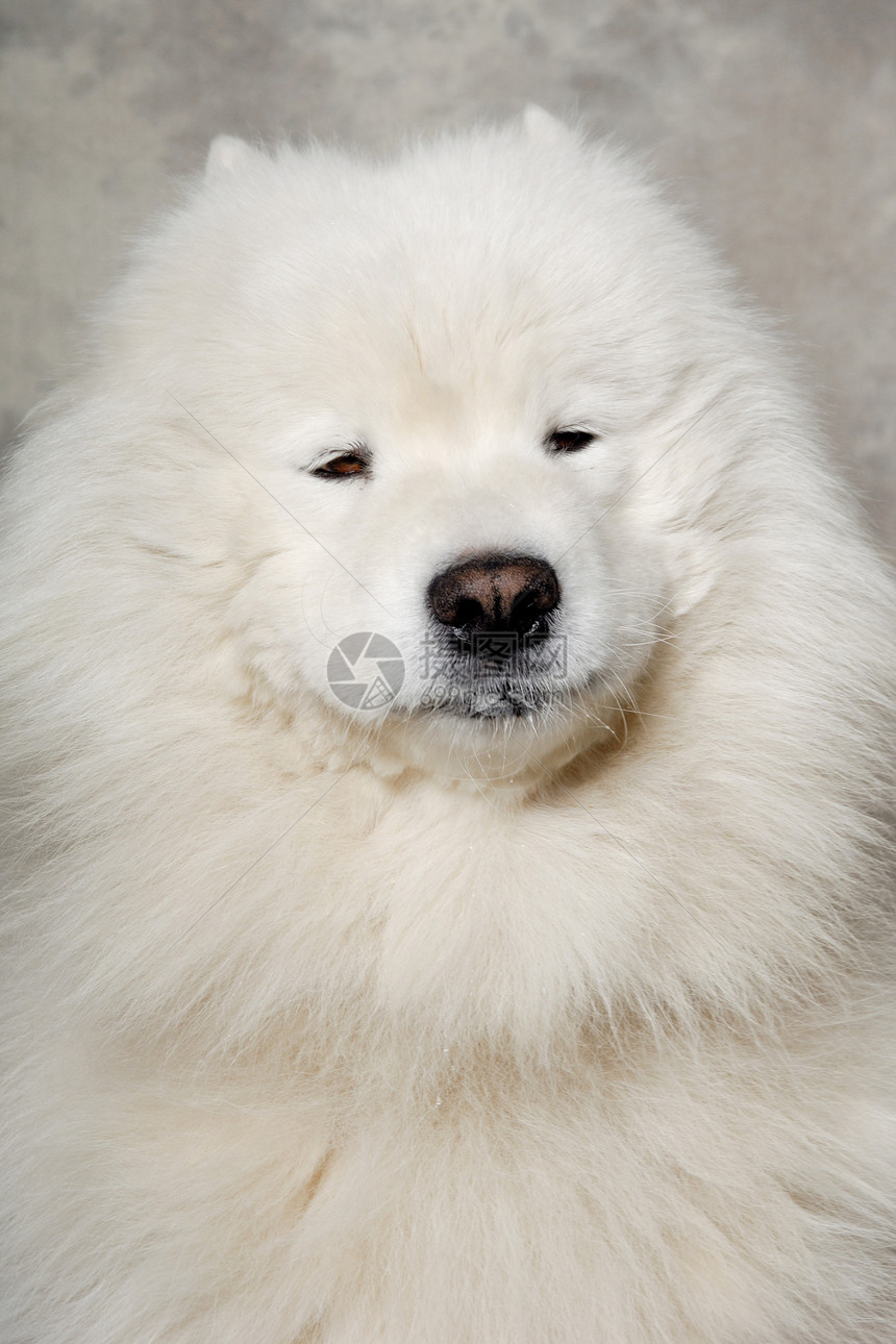 流浪狗的面孔宠物朋友动物犬类生物警报休息笑脸舌头白色图片