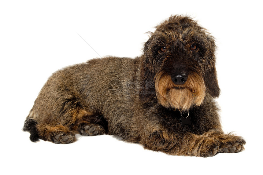 白色背景的Dachshund狗警报犬类黑色休息宠物朋友世俗生物动物棕色图片