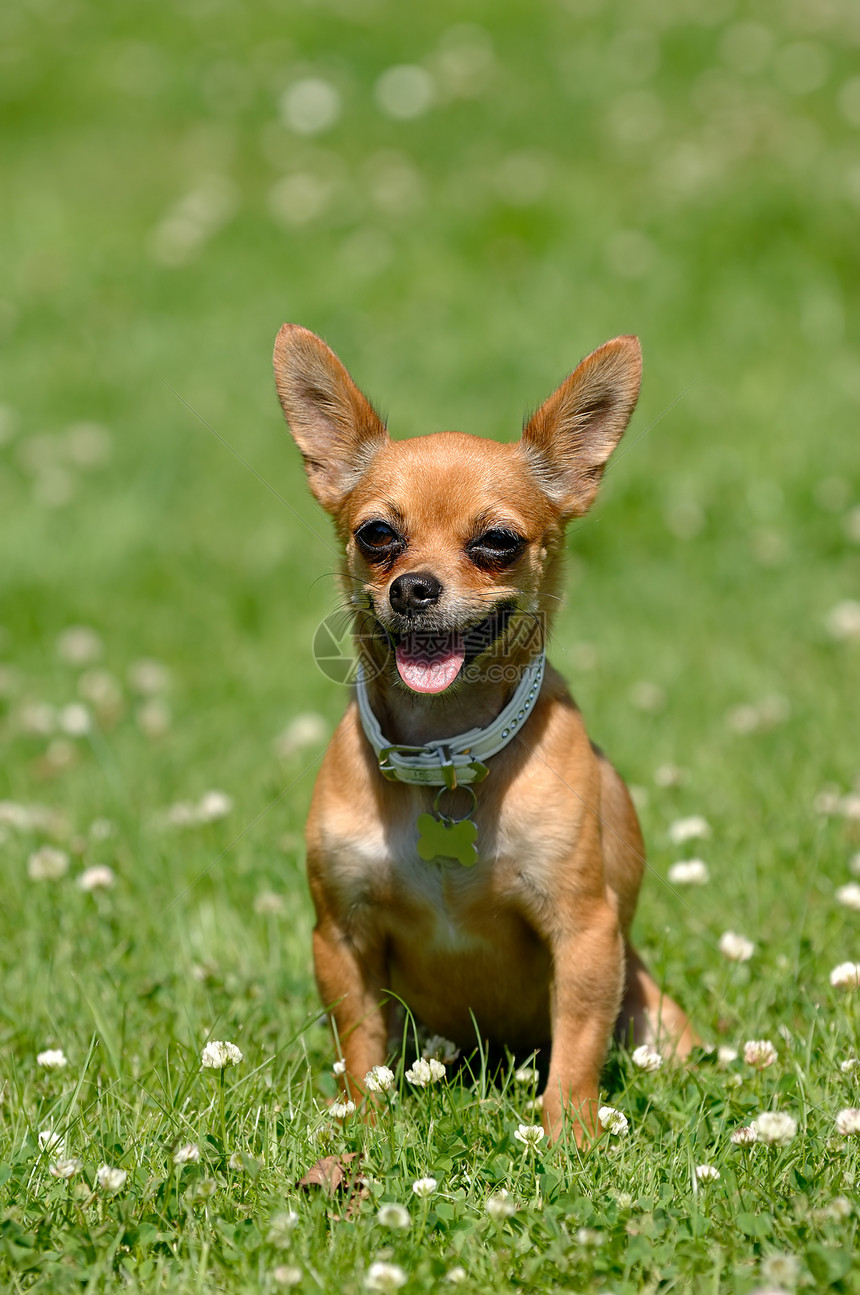 吉娃娃狗在青草上绿色休息友谊公园棕色花园宠物动物图片