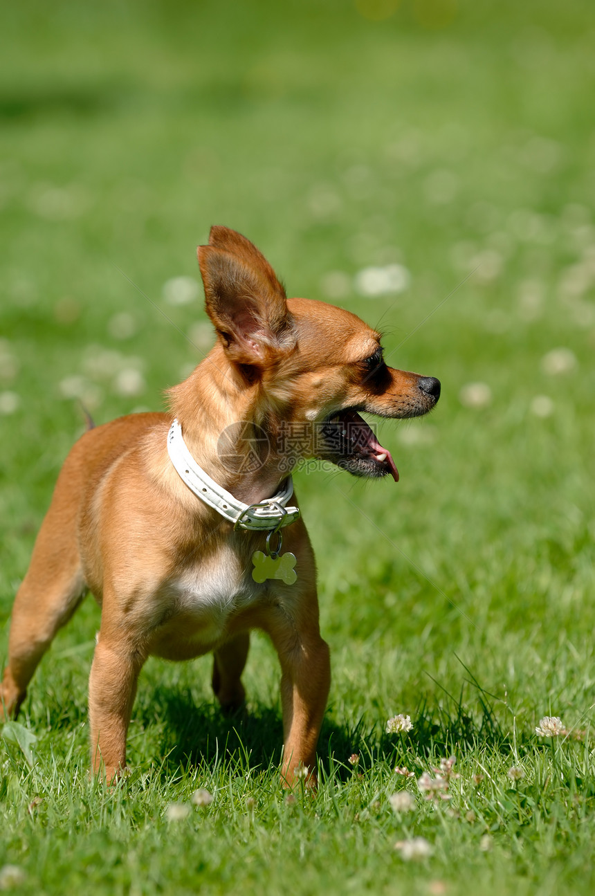 吉娃娃狗在青草上花园公园绿色友谊动物休息宠物棕色图片