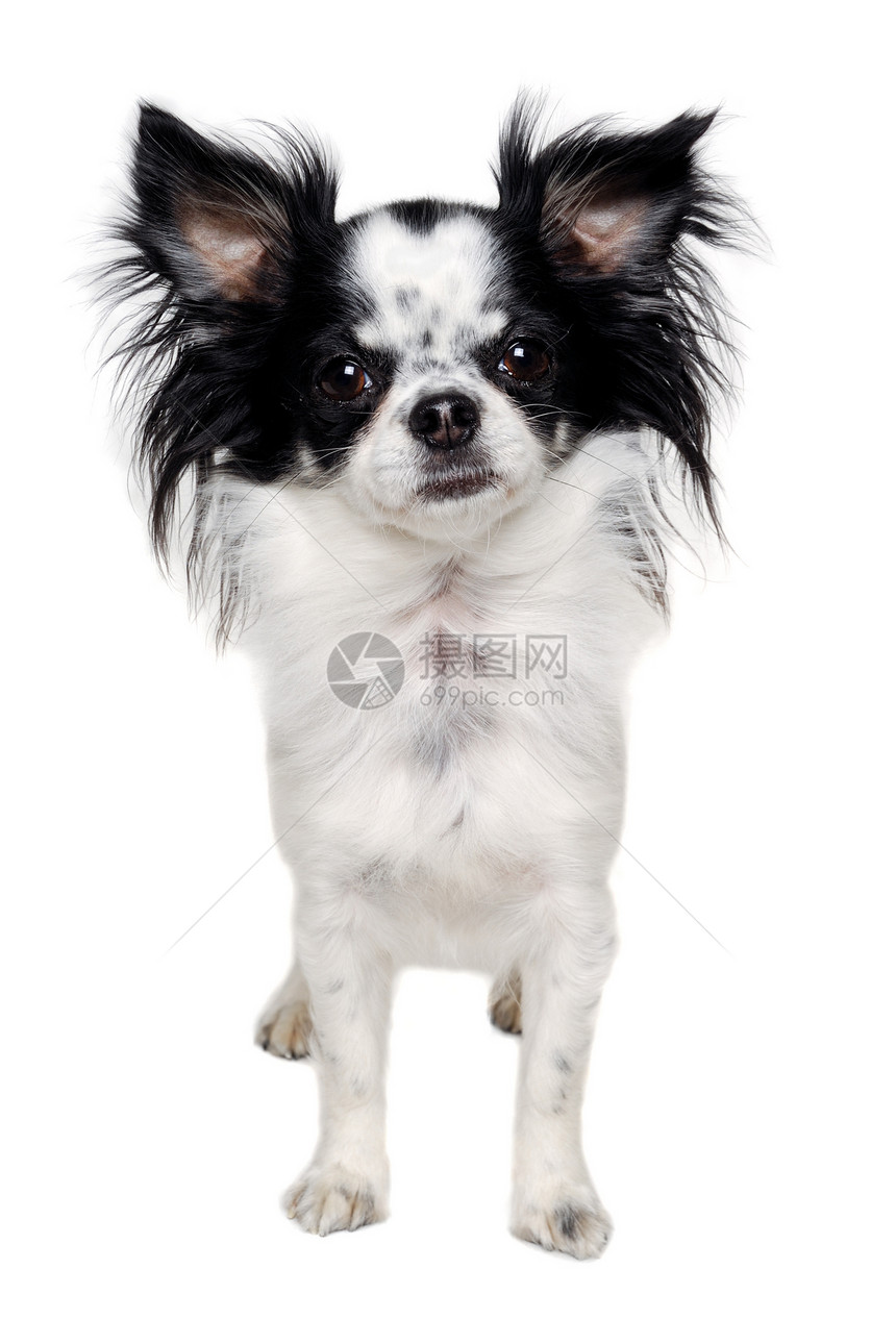 奇瓦瓦在白色背景上被孤立黑色朋友犬类棕色警报生物动物小狗工作室宠物图片