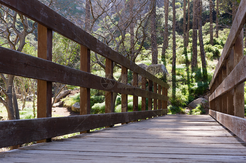 木木桥绿色美丽木头山脉树木公园森林植物图片
