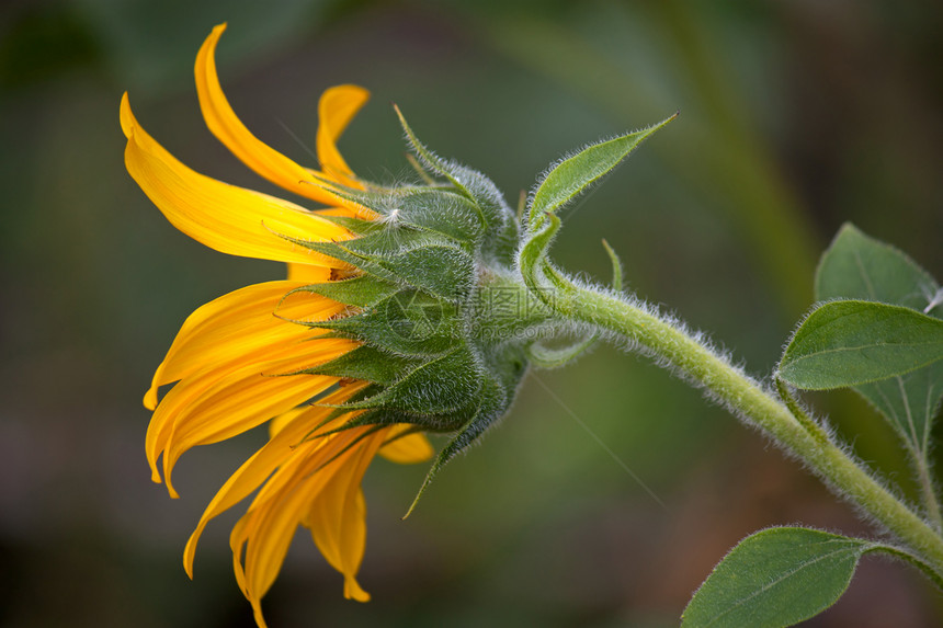 向日向向日葵种子花瓣植物学植物照片植物群黄色图片