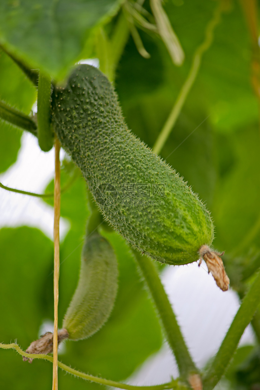 黄瓜生长植物学照片植物植物群树枝食物树叶花园栽培蔬菜图片