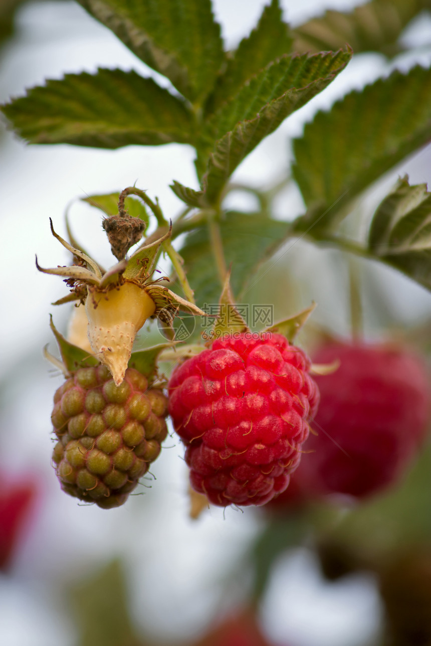 树莓草莓食物花园植物植物群树叶植物学红色图片