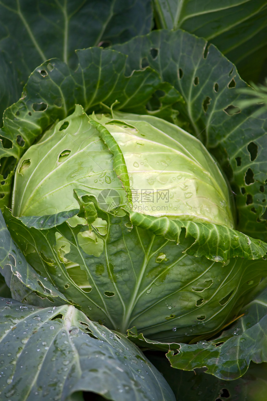白菜生态植物绿色蔬菜照片树叶食物图片