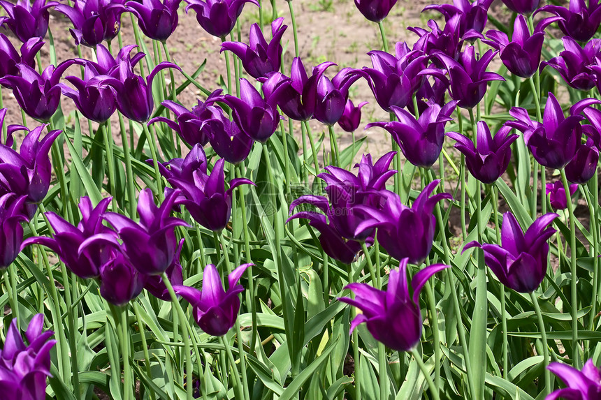 郁金照片花园郁金香花朵图片