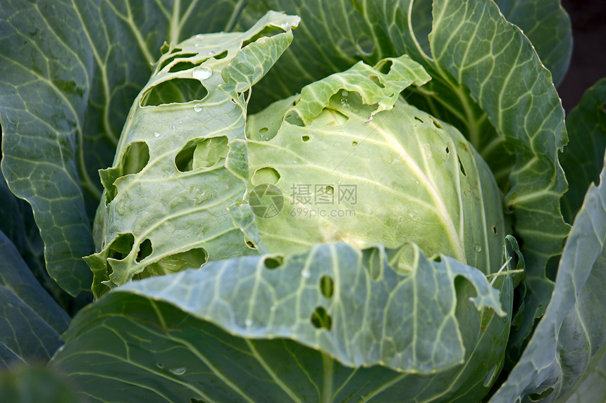 白菜生态食物照片树叶绿色植物蔬菜图片