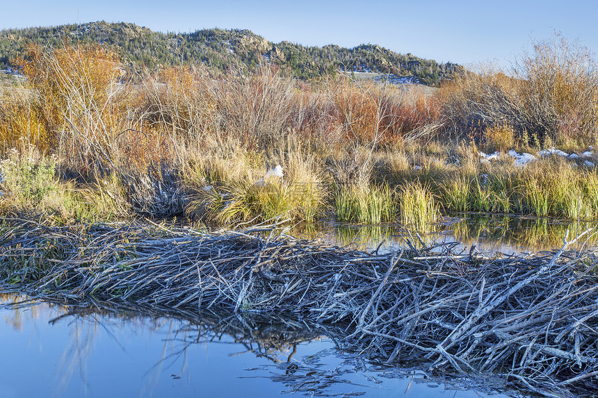 科罗拉多的海狸沼泽图片