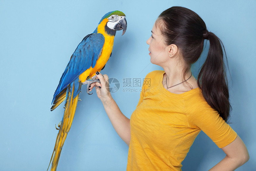 Macaw 硬体朋友们喜悦蓝色女孩乐趣黄色快乐鹦鹉金刚鹦鹉工作室图片