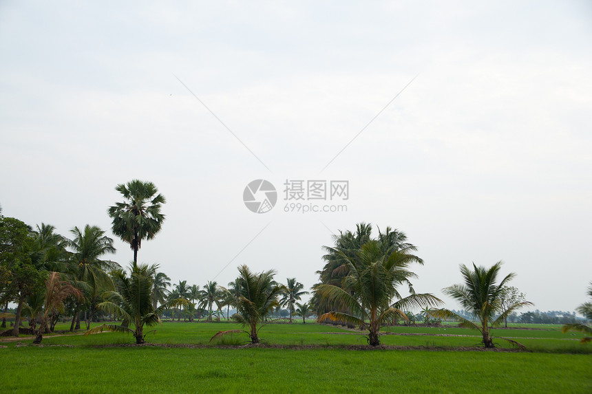 稻田里的树木街道场地场景生长风景叶子环境季节植物培育图片